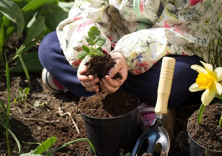 Home Gardening Tips For Beginners To Grow Healthy Plants photo 1