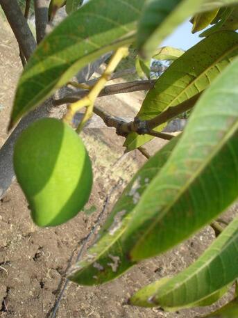 Required Horticulturist For A Plant Nursery