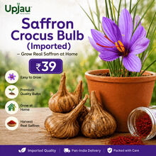 INR 39,  Saffron Crocus Bulb (Imported) – Grow Real Saffron At Home | ₹39