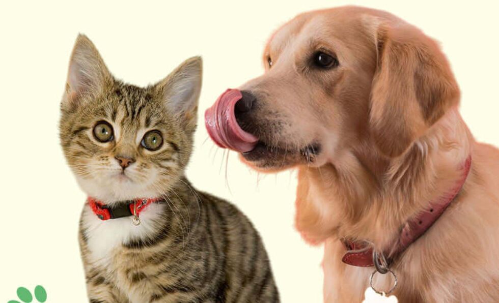 Premium Pet Accessories Online In India – Shop Now photo 1
