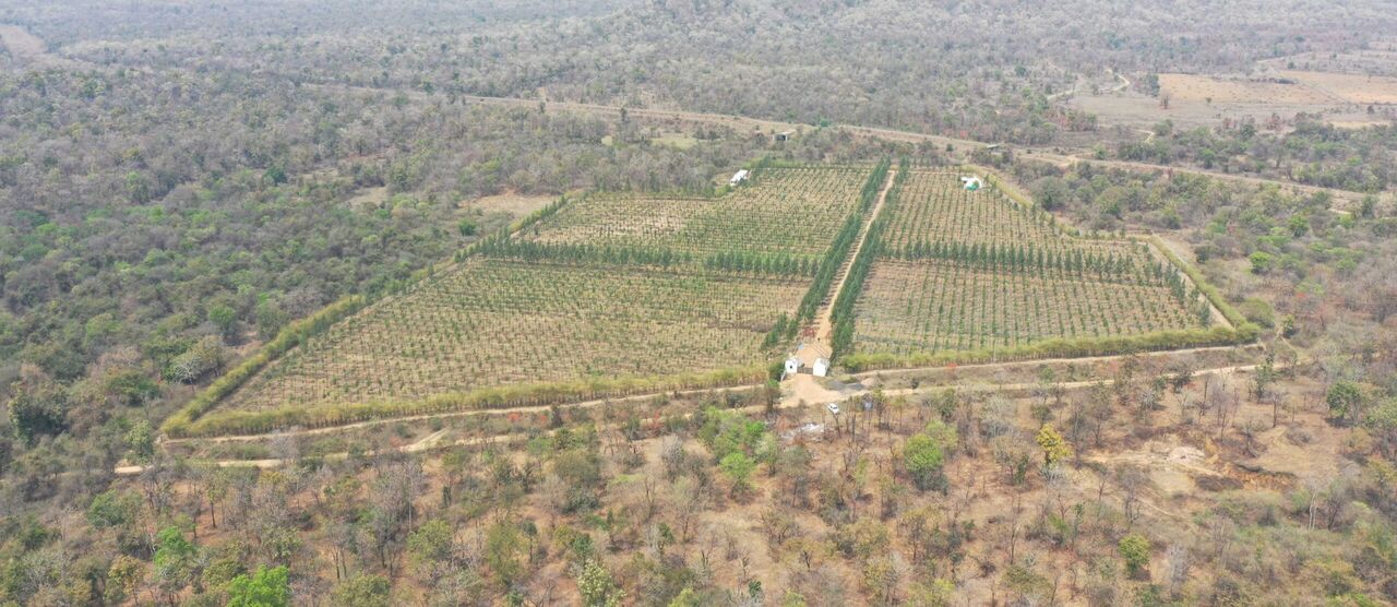 Buy Agricultural Land In Maharashtra: Explore Sandalwood Land In Nagpur photo 1