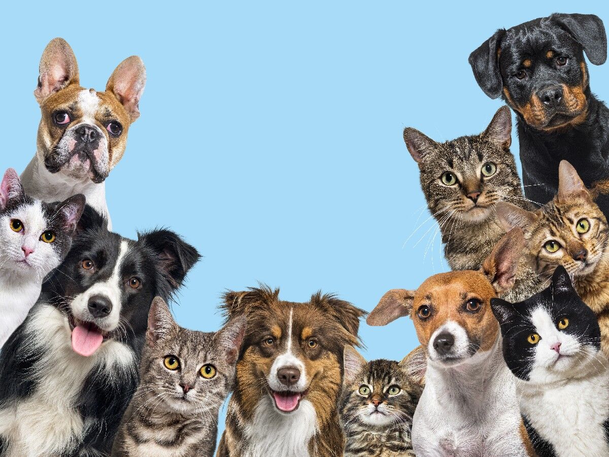 INR 4999,  VR Animal 360 – Animal Training, Pet Care & Habitat Development | Explore Now