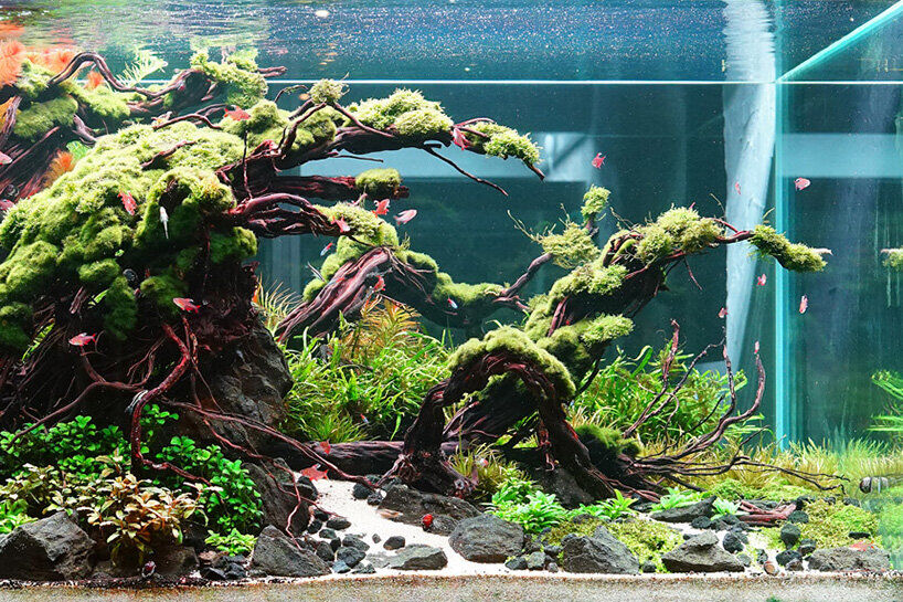 INR 4999,  Aquascaping And Natural Habitat Development photo 1