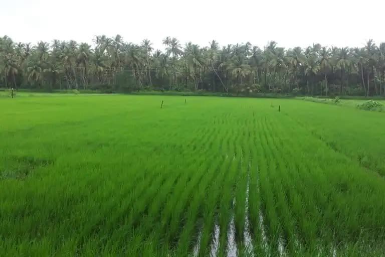 INR 10000000,  1250 Sq. Yard,  Farmhouses In Naugaon Alwar Near Open Spaces photo 1